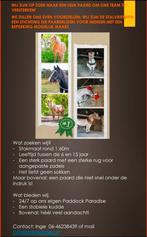 Paard gezocht., Dieren en Toebehoren, Toebehoren, 1 paard of pony