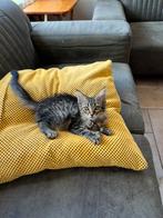 Maine coon vrouwtjes, Poes, Ontwormd, 0 tot 2 jaar