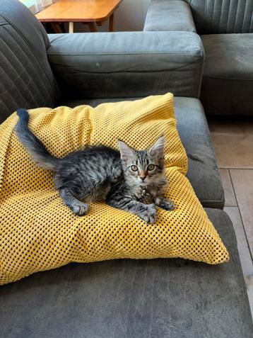 Maine coon vrouwtjes beschikbaar voor biedingen