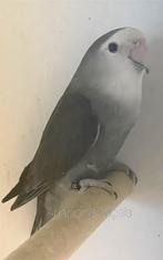 Agapornis roseicollis Mauve, Dieren en Toebehoren, Vogels | Parkieten en Papegaaien, Vrouwelijk, Dwergpapegaai of Agapornis