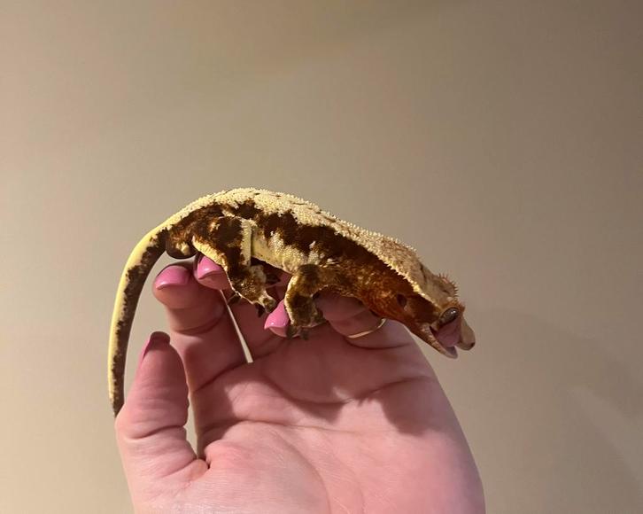 Wimpergekko man lilly white