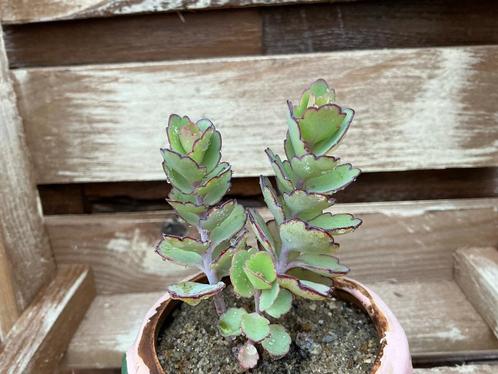 Kalanchoe Laxiflora Baker, Huis en Inrichting, Kamerplanten, Vetplant, Ophalen of Verzenden