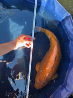 Chagoi Japanse Jumbo Koi, Karper of Koi