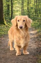 Cream teckel dekreu, België, 1 tot 2 jaar, Parvo, Meerdere