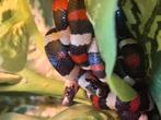 Melkslangen lampropeltis triangulum campbelli, Dieren en Toebehoren, Reptielen en Amfibieën, 0 tot 2 jaar