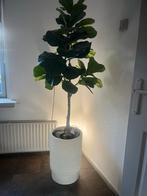 Kunst Tabaksplant  in Dione pot, Ophalen