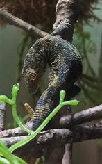 Eurydactylodes Vieillardi 1.1, Dieren en Toebehoren, Reptielen en Amfibieën, Hagedis, 3 tot 6 jaar
