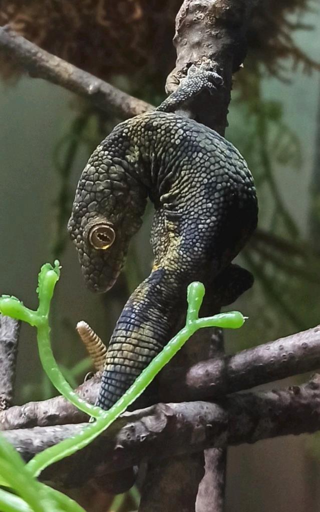 Eurydactylodes Vieillardi 1.1, Dieren en Toebehoren, Reptielen en Amfibieën, Hagedis, 3 tot 6 jaar