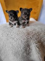 Chihuahua pup (reutje), Dieren en Toebehoren, CDV (hondenziekte), Particulier, 8 tot 15 weken, Reu