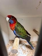 Mooi jong koppel pennat rosella's, Dieren en Toebehoren, Meerdere dieren, Parkiet