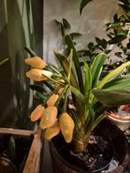 Zaden Geelbloemige Clivia - Zeldzaam!, Verzenden, Volledige schaduw, Overige soorten, Minder dan 100 cm