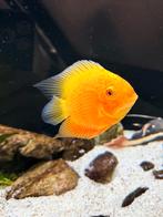 Heros sevrum red spotted 12 cm, Vis