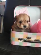 Mooie boomer pups  pomeriaan x shihtzu, Dieren en Toebehoren, Honden | Chihuahua's en Gezelschapshonden, Overige rassen, Meerdere