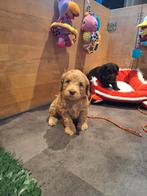 Australian labradoodle pups, Dieren en Toebehoren, Nederland, Overige rassen, 8 tot 15 weken, Meerdere