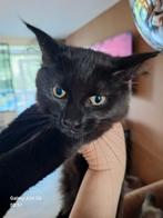 Hele mooie Maine coon kittens , uit 2 nestjes, Dieren en Toebehoren, Katten en Kittens | Overige Katten, Poes