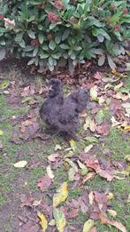 Zwarte zijdehoen haan 13wk, Dieren en Toebehoren, Mannelijk, Kip