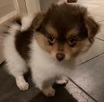 Pomchi puppy reu, Dieren en Toebehoren, Honden | Chihuahua's en Gezelschapshonden, Parvo, Reu, 8 tot 15 weken, Eén hond