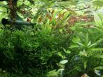 Aquarium planten te koop, Dieren en Toebehoren