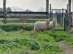Te koop twee mooie jonge Racka rammen., Dieren en Toebehoren, Schapen, Geiten en Varkens, Mannelijk, Schaap