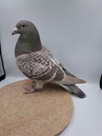 Bruin kras kleurpostduif duivin, Vrouwelijk, Postduif