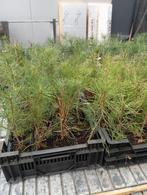 Pinus sylvestris, Tuin en Terras, Planten | Tuinplanten, Ophalen, Zomer, Volle zon