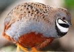 CHINESE DWERGKWARTELS NATUURBROED, Meerdere dieren, Tropenvogel, Geringd