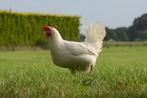Witte legkippen, Dieren en Toebehoren, Pluimvee, Vrouwelijk, Kip