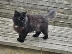 De liefste britse langhaar poes ze is gesteriliseerd, Dieren en Toebehoren, Katten en Kittens | Raskatten | Langhaar, Poes