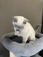 Britse korthaar blue point, Poes, Ingeënt, 0 tot 2 jaar