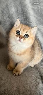 Britse korthaar kittens met stamboom Golden en Silver Shaded, Dieren en Toebehoren, Katten en Kittens | Raskatten | Korthaar, Kater