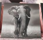Glasschilderij met een Olifant, Ophalen, 50 tot 75 cm, Zo goed als nieuw, Schilderij
