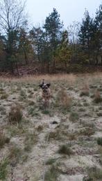 Boomer 3 jaar, Dieren en Toebehoren, Honden | Chihuahua's en Gezelschapshonden, Overige rassen, Teef, Eén hond, 3 tot 5 jaar