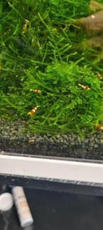 Crystal red garnalen, let op levering, Kreeft, Krab of Garnaal, Zoetwatervis, Schoolvis