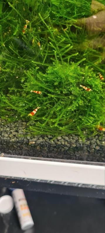 Crystal red garnalen, let op levering beschikbaar voor biedingen