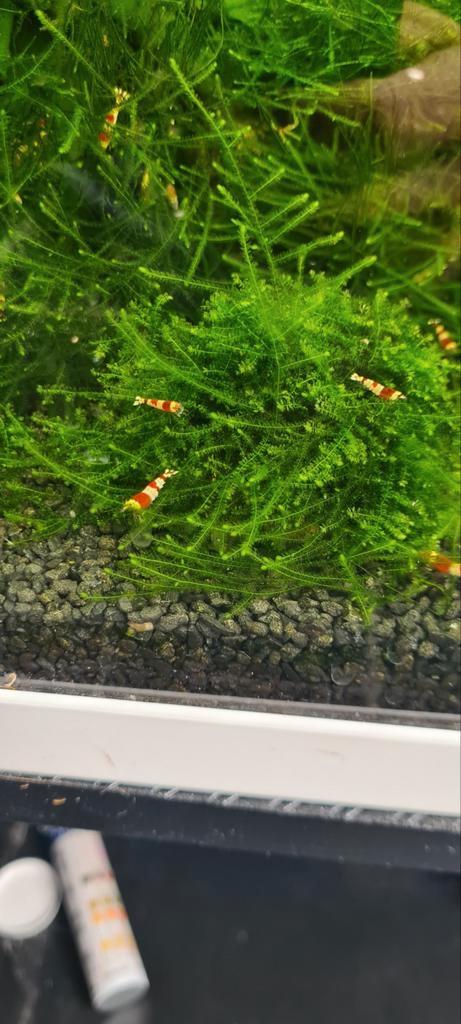 Crystal red garnalen, let op levering, Dieren en Toebehoren, Vissen | Aquariumvissen, Zoetwatervis, Kreeft, Krab of Garnaal, Schoolvis