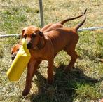 Prachtige Rhodesian Ridgeback pups met gratis vakantieopvang, Overige rassen, CDV (hondenziekte), 8 tot 15 weken, Meerdere