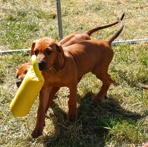 Prachtige Rhodesian Ridgeback pups met gratis vakantieopvang, Dieren en Toebehoren, Honden | Beagles, Bassets en Lopende honden