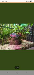 Kersenbuik Cichlide, Dieren en Toebehoren, Reptielen en Amfibieën, Hagedis, 0 tot 2 jaar