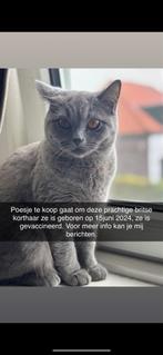 Britse korthaar poes, Poes