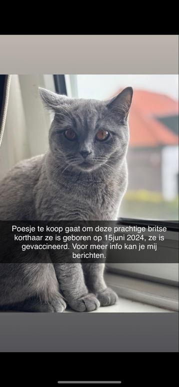 Britse korthaar poes beschikbaar voor biedingen