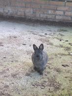 Dwerg konijn Ram, Dieren en Toebehoren, Konijnen, Mannelijk, Dwerg