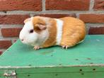 Prachtige volwassen zeug, Cavia, April, Vrouwelijk, Tam