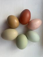 Broedeieren kleurleggers, kruising marans, cream legbar enz, Dieren en Toebehoren, Pluimvee, Meerdere dieren, Kip