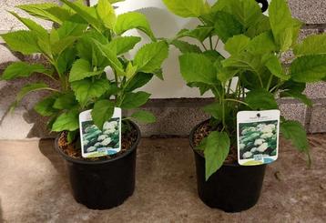 Hortensia Annabelle en Strong Annabelle Hydrangea arborecens beschikbaar voor biedingen