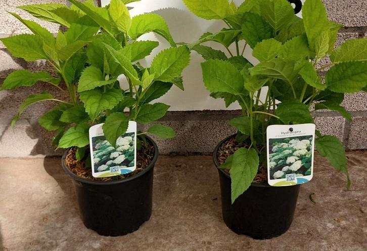 Hortensia Annabelle en Strong Annabelle Hydrangea arborecens, Tuin en Terras, Planten | Tuinplanten, Vaste plant, Overige soorten