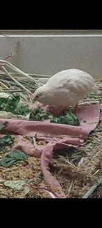 Gratis Chinese Dwergkwartel Haantje, Dieren en Toebehoren, Pluimvee, Mannelijk, Overige soorten