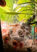 Posthoon slakjes Amsterdam centrum, Dieren en Toebehoren, Vissen | Aquariumvissen, Slak of Weekdier