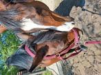 2 paarden zoeken maatje, Dieren en Toebehoren, Ophalen