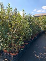 Elaeagnus ebbingei, olijfwilg groenblijvende struiken 140cm, Ophalen of Verzenden, Overige soorten, Struik, 100 tot 250 cm