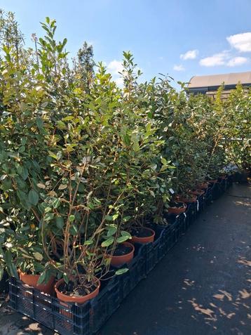 Elaeagnus ebbingei, olijfwilg groenblijvende struiken 140cm  beschikbaar voor biedingen